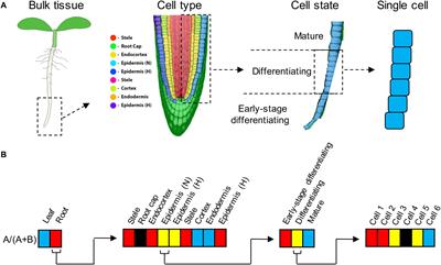 Expression Partitioning of Duplicate Genes at Single Cell Resolution in Arabidopsis Roots